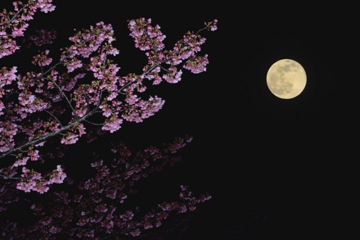 駅地下夜桜