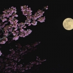 いい女は仕事帰りに春を楽しむ！東京都内の駅チカ夜桜スポット3選